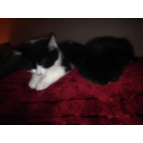 Two 9month old tom cats