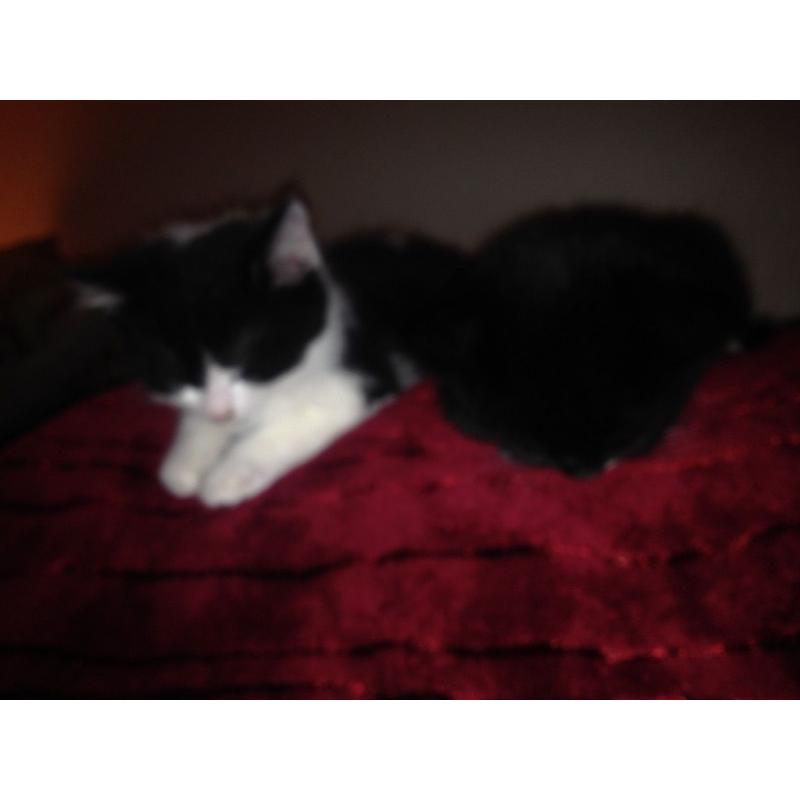 Two 9month old tom cats