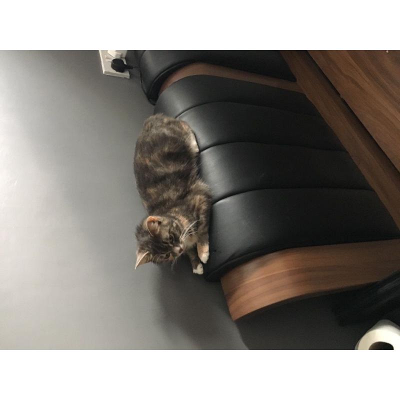 FREE cat for caring new home