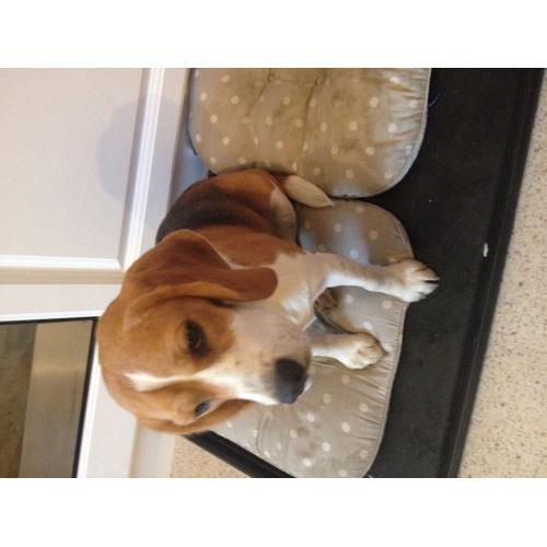 1 year old beagle bitch