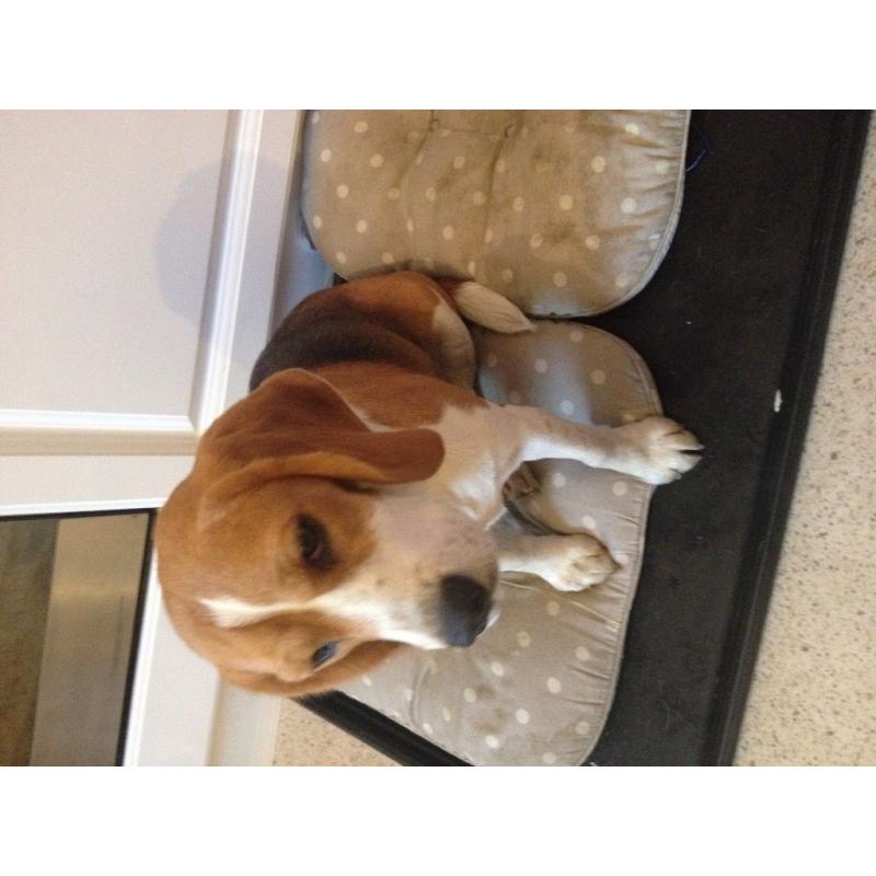 1 year old beagle bitch