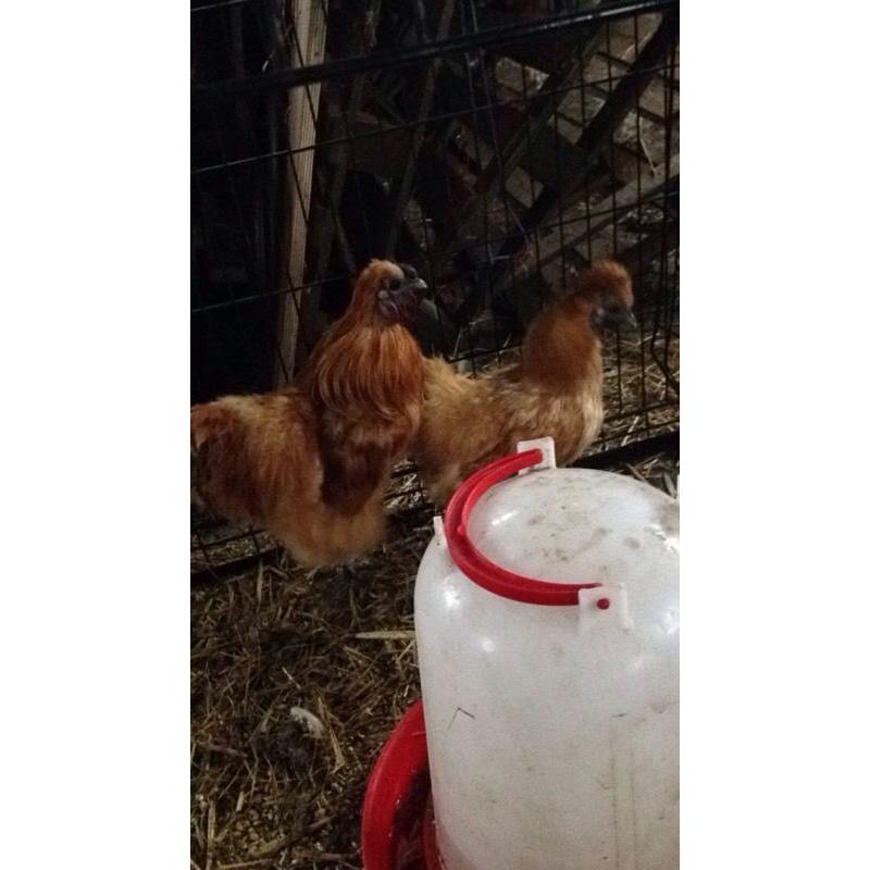 Pair gold silkies