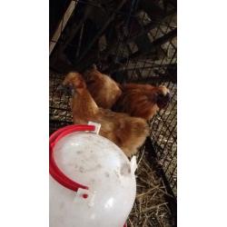 Pair gold silkies