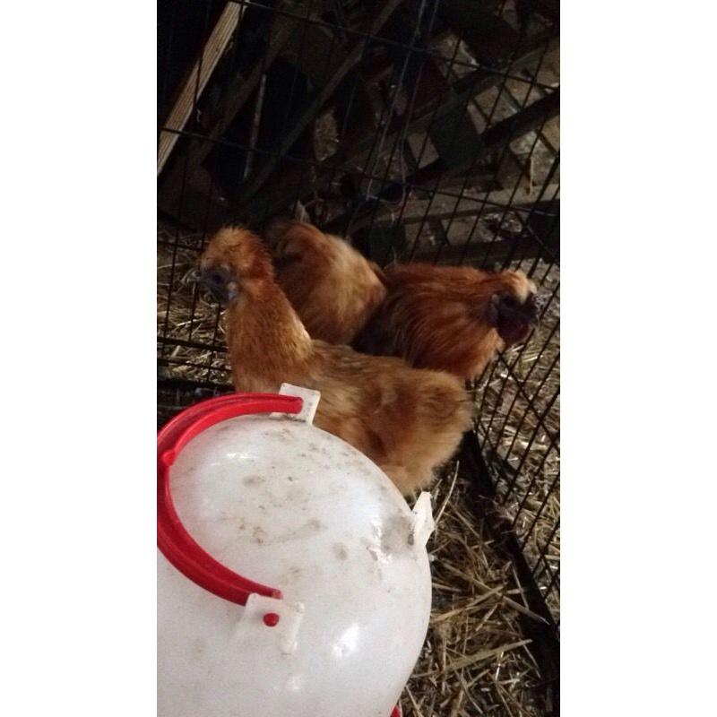 Pair gold silkies