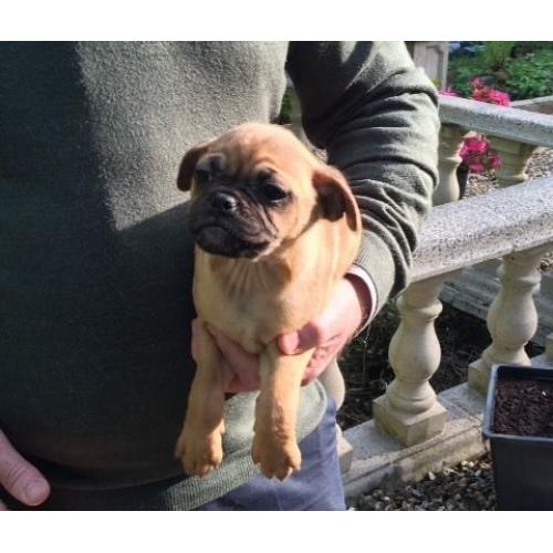 Pug 3/4 Puppy