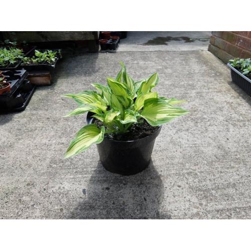 Hosta plants