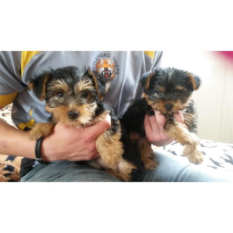 two Yorkshire terrier puppies