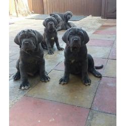 Kc reg neapolitan mastiff pups ready now
