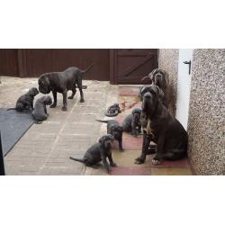 Kc reg neapolitan mastiff pups ready now
