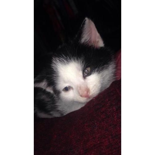 Gorgeous little kittens for sale