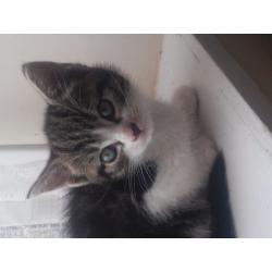 Kittens for sale
