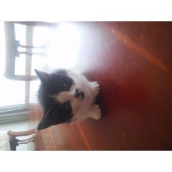 Kittens for sale