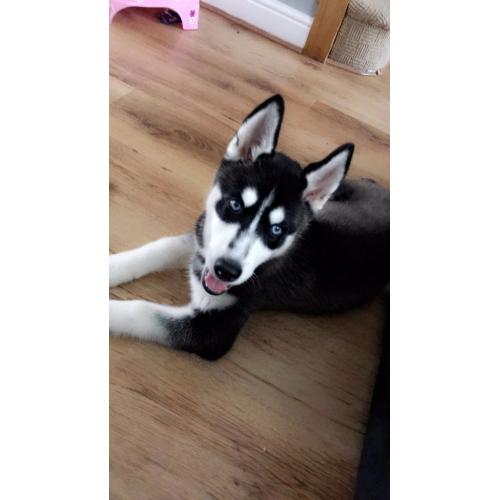 Black husky
