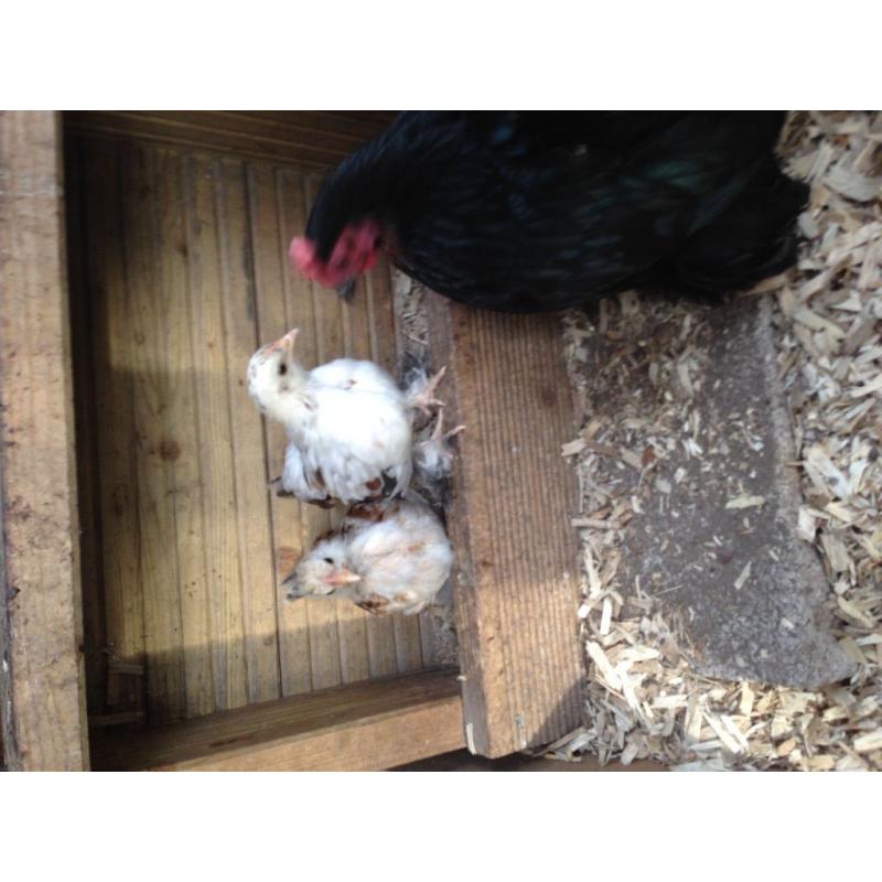Pekin bantam hens