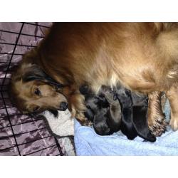 Dachshund puppies for sale