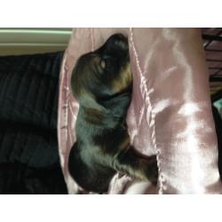 Dachshund puppies for sale