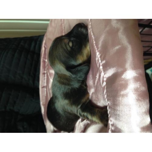 Dachshund puppies for sale