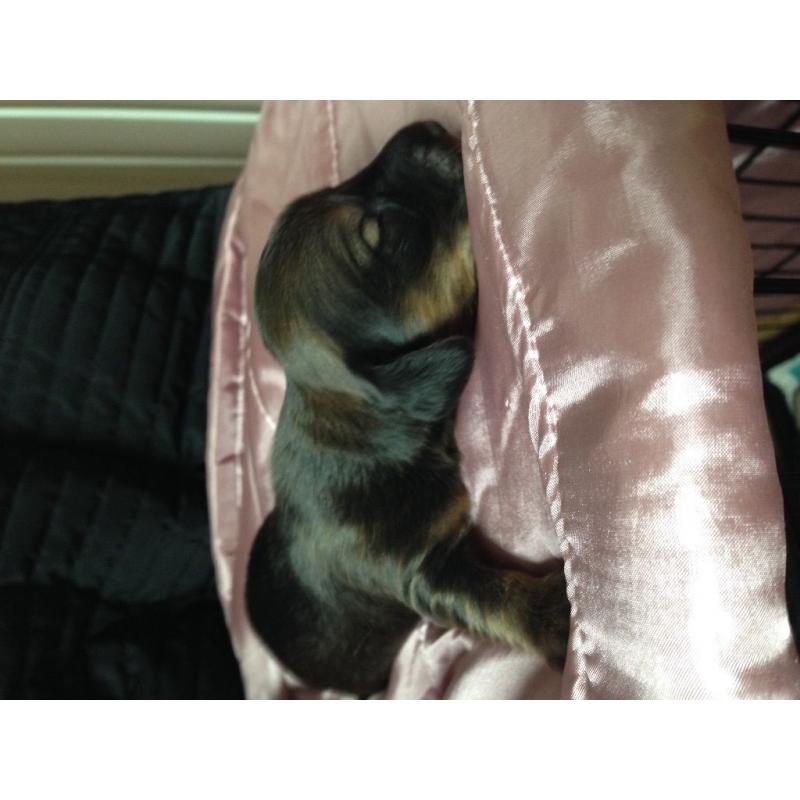 Dachshund puppies for sale