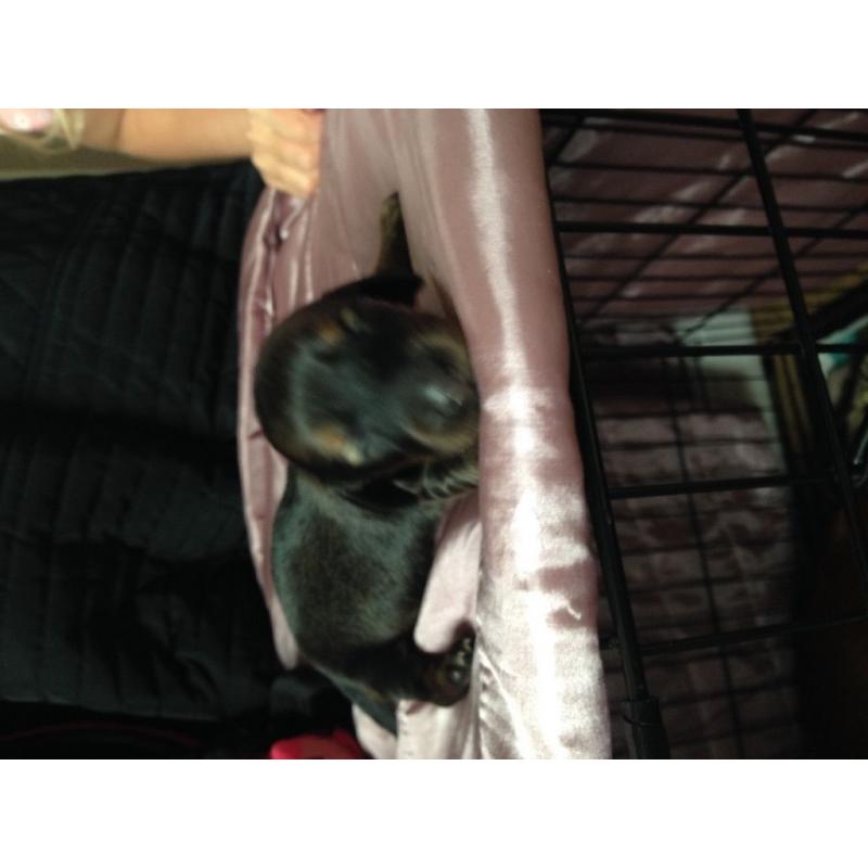 Dachshund puppies for sale