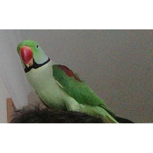 lost alexandrine parrot