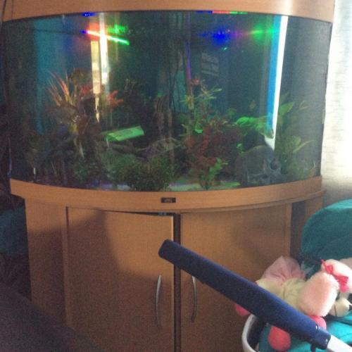 big bow front tank