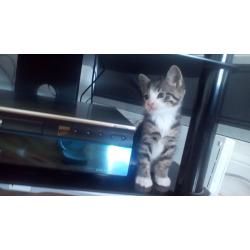 Kittens Ready to go litter trained for 3 weeks and feeding themselves no problem.