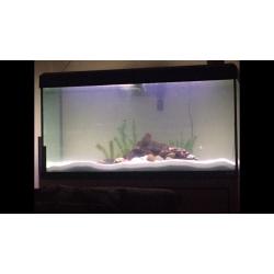 180 litre fish-tank + cabinet for sale