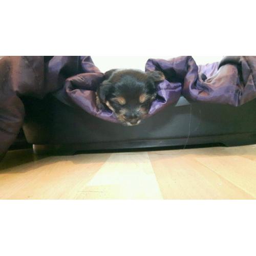 Adorable borkies