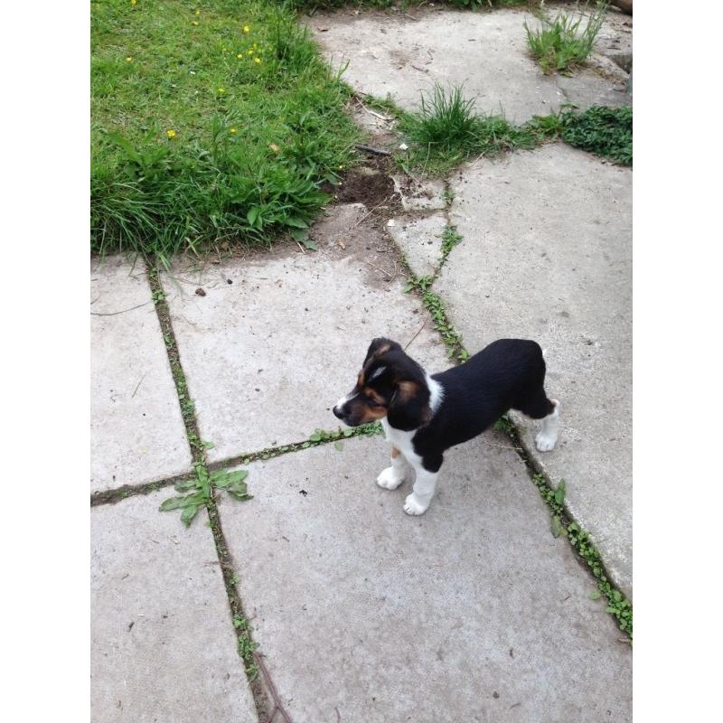 Puppy for sale