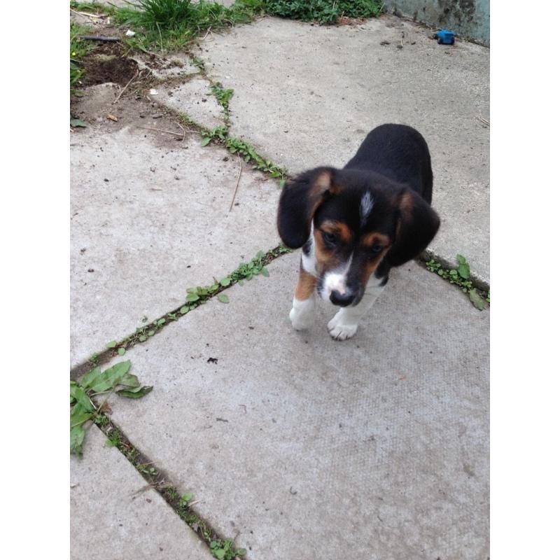 Puppy for sale