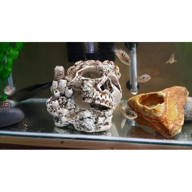 Tropical fish