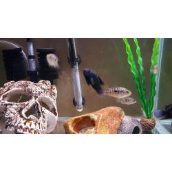 Tropical fish