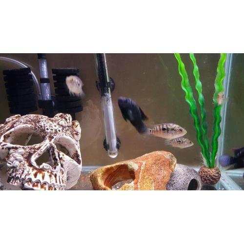 Tropical fish