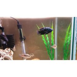 Tropical fish