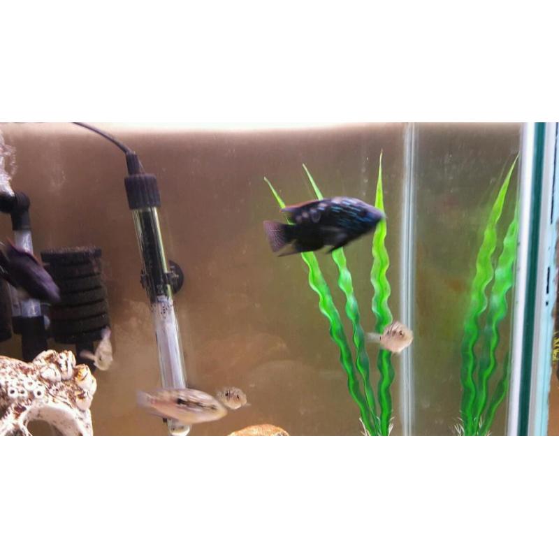Tropical fish