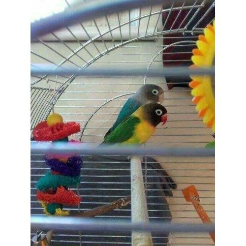 4 masked love birds and cage