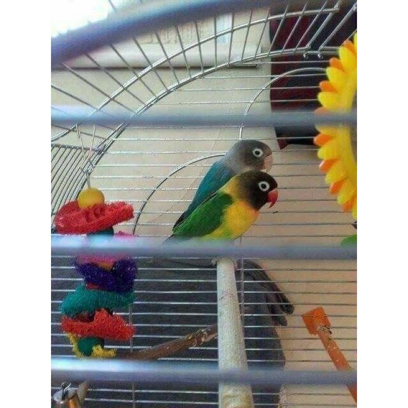 4 masked love birds and cage