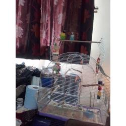 4 masked love birds and cage