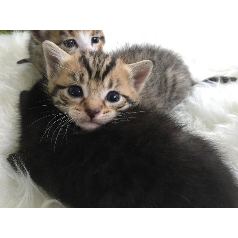 Gorgeous female kitten