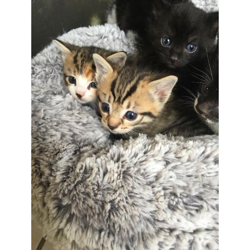 Gorgeous female kitten