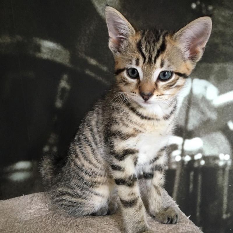 Gorgeous female kitten