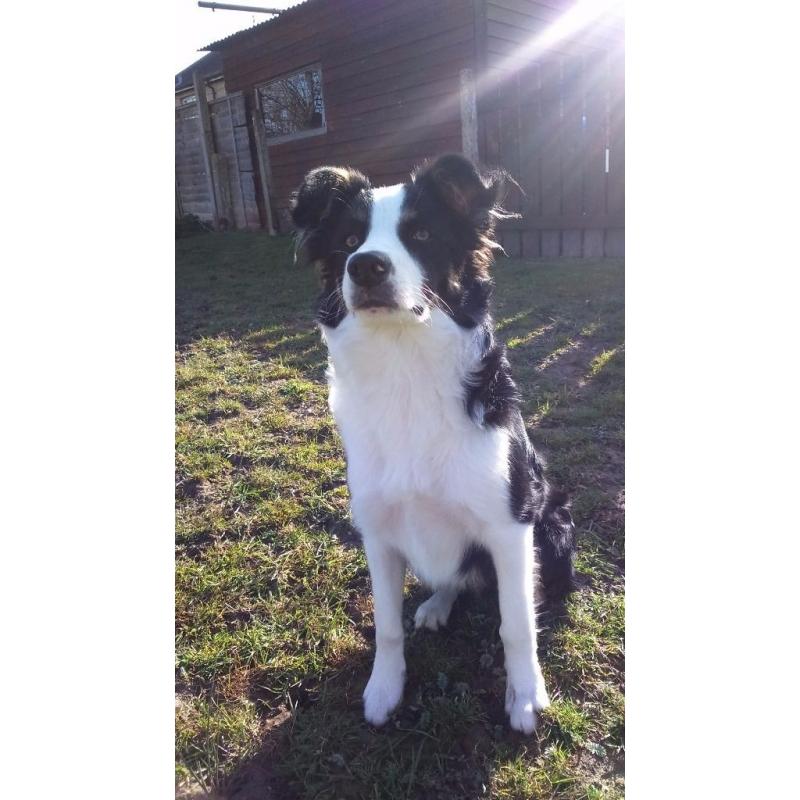 7 month old collie bitch need gone today