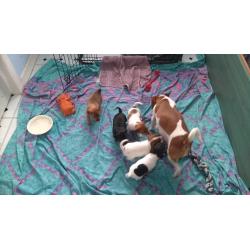 Jack Russell Pups