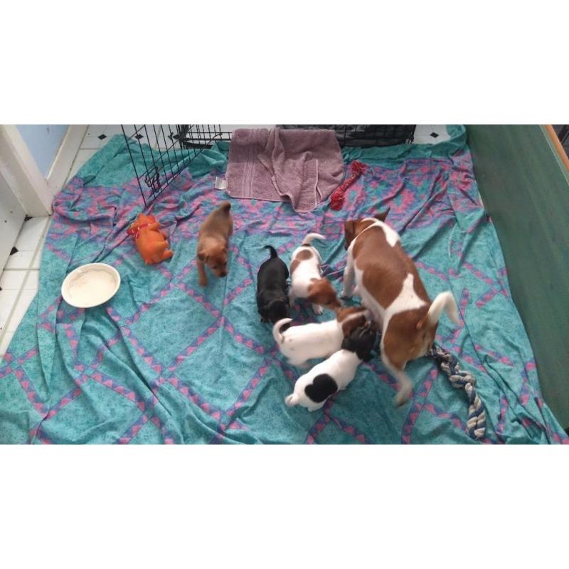 Jack Russell Pups