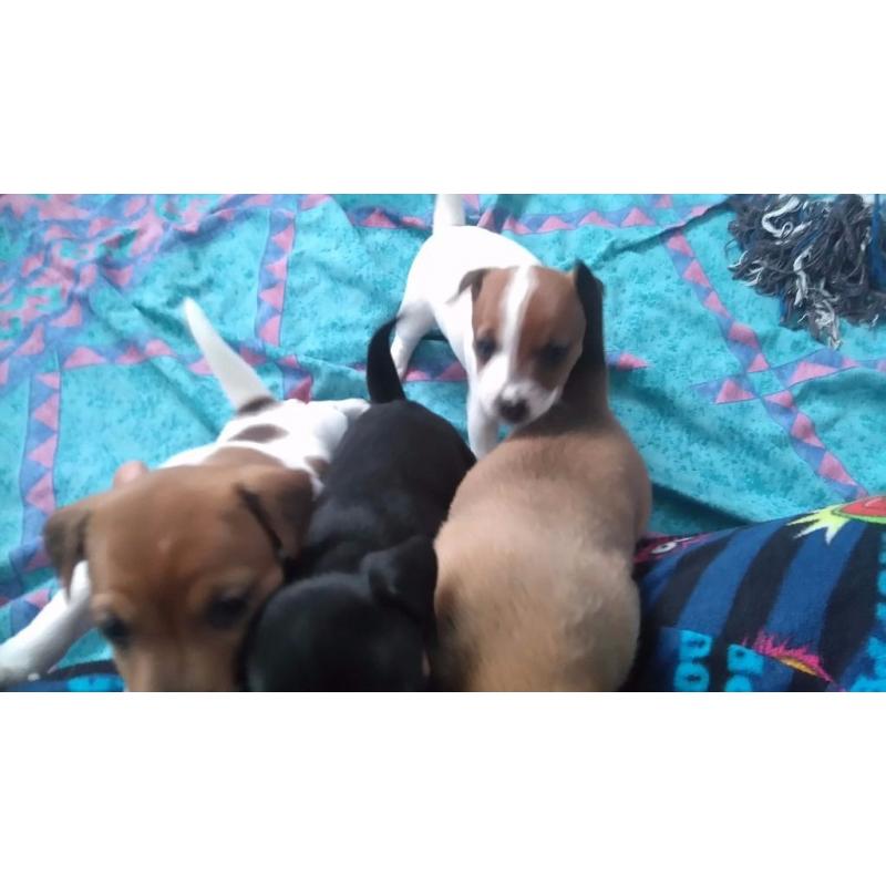 Jack Russell Pups