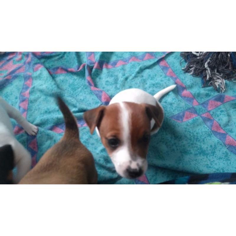 Jack Russell Pups
