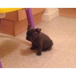 Stunning solid blue French bulldog boy