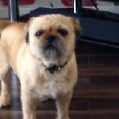 Pugxshitzu