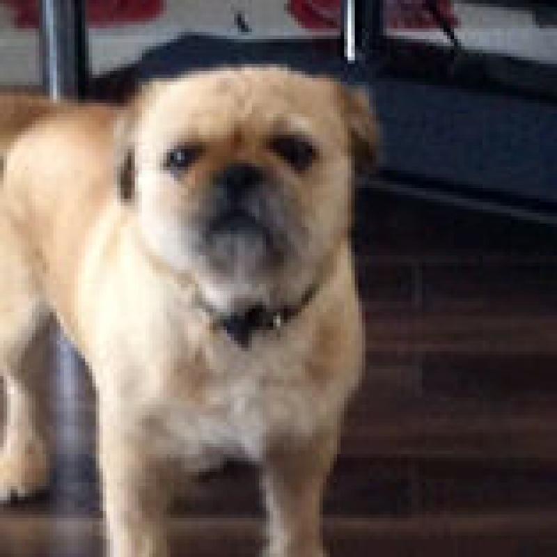 Pugxshitzu