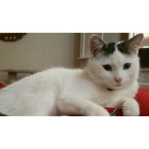 2 cats for rehoming